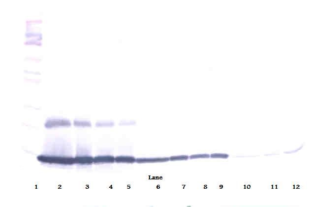 Ccl9 / MIP-1 Gamma Antibody - Western Blot (reducing) of CCL9 antibody. This image was taken for the unconjugated form of this product. Other forms have not been tested.