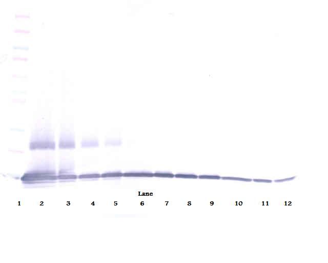 Ccl9 / MIP-1 Gamma Antibody - Western Blot (non-reducing) of CCL9 antibody. This image was taken for the unconjugated form of this product. Other forms have not been tested.