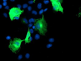 CCM2 / Malcavernin Antibody - Anti-CCM2 mouse monoclonal antibody immunofluorescent staining of COS7 cells transiently transfected by pCMV6-ENTRY CCM2.