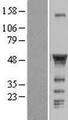 CCM2 / Malcavernin Protein - Western validation with an anti-DDK antibody * L: Control HEK293 lysate R: Over-expression lysate