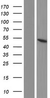CCM2 / Malcavernin Protein - Western validation with an anti-DDK antibody * L: Control HEK293 lysate R: Over-expression lysate