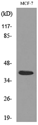 CCN3 / NOV Antibody - Western blot analysis of lysate from MCF-7 cells, using NOV Antibody.