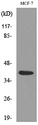 CCN3 / NOV Antibody - Western blot analysis of lysate from MCF-7 cells, using NOV Antibody.