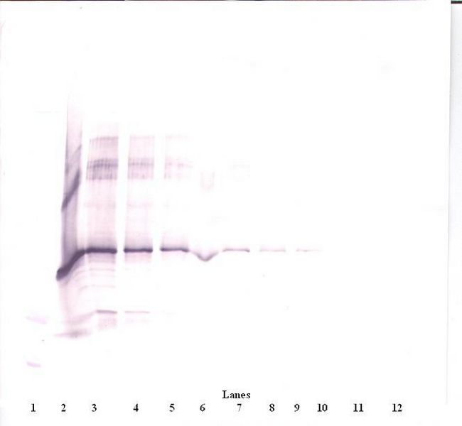 CCN3 / NOV Antibody - Western Blot (reducing) of CCN3 / NOV antibody. This image was taken for the unconjugated form of this product. Other forms have not been tested.
