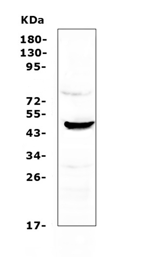 CCN3 / NOV Antibody - Western blot analysis of NOV/CCN3 using anti-NOV/CCN3 antibody. Electrophoresis was performed on a 5-20% SDS-PAGE gel at 70V (Stacking gel) / 90V (Resolving gel) for 2-3 hours. The sample well of each lane was loaded with 50ug of sample under reducing conditions. Lane 1: human Hela whole cell lysate. After Electrophoresis, proteins were transferred to a Nitrocellulose membrane at 150mA for 50-90 minutes. Blocked the membrane with 5% Non-fat Milk/ TBS for 1.5 hour at RT. The membrane was incubated with rabbit anti-NOV/CCN3 antigen affinity purified polyclonal antibody at 0.5 µg/mL overnight at 4°C, then washed with TBS-0.1% Tween 3 times with 5 minutes each and probed with a goat anti-rabbit IgG-HRP secondary antibody at a dilution of 1:10000 for 1.5 hour at RT. The signal is developed using an Enhanced Chemiluminescent detection (ECL) kit with Tanon 5200 system. A specific band was detected for NOV/CCN3 at approximately 47KD. The expected band size for NOV/CCN3 is at 39KD.