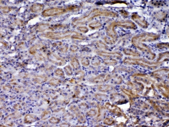CCN3 / NOV Antibody - IHC testing of FFPE rat kidney tissue with CCN3 antibody at 1ug/ml. Required HIER: steam section in pH6 citrate buffer for 20 min and allow to cool prior to testing.