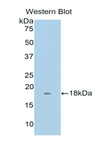 CCN4 / WISP1 Antibody - Western blot of recombinant CCN4 / WISP1.  This image was taken for the unconjugated form of this product. Other forms have not been tested.