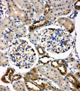 CCN4 / WISP1 Antibody - CCN4 / WISP1 antibody. IHC(P): Rat Kidney Tissue.