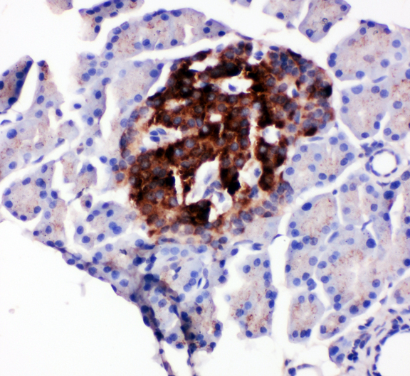 CCN4 / WISP1 Antibody - CCN4 / WISP1 antibody. IHC(P): Rat Pancreas Tissue.