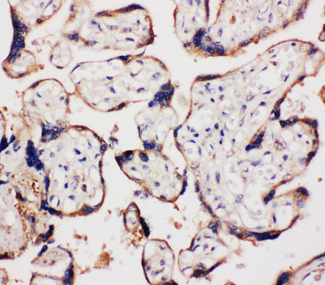 CCN4 / WISP1 Antibody - CCN4 / WISP1 antibody. IHC(P): Human Placenta Tissue.