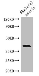CCN4 / WISP1 Antibody - Positive WB detected in:Mouse skeletal muscle tissue;All lanes: WISP1 antibody at 2.8ug/ml;Secondary;Goat polyclonal to rabbit IgG at 1/50000 dilution;Predicted band size: 41,31,14,17,22 kDa;Observed band size: 41 kDa;