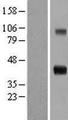CCN4 / WISP1 Protein - Western validation with an anti-DDK antibody * L: Control HEK293 lysate R: Over-expression lysate