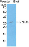 CCN5 Antibody - Western blot of recombinant WISP2.  This image was taken for the unconjugated form of this product. Other forms have not been tested.