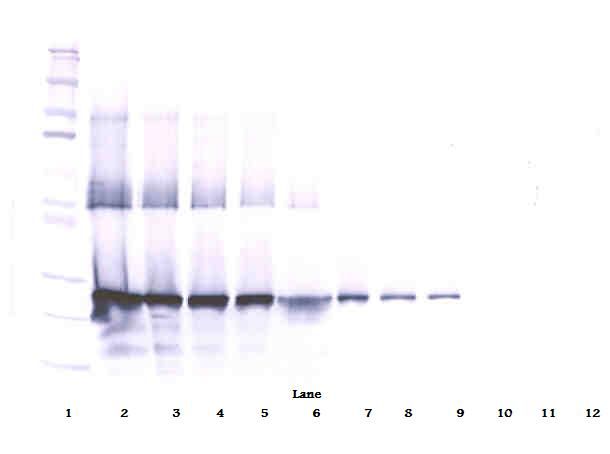 CCN5 Antibody - Western Blot (reducing) of WISP2 antibody. This image was taken for the unconjugated form of this product. Other forms have not been tested.