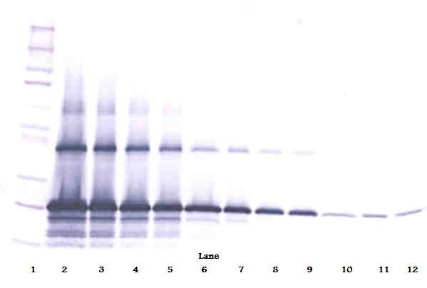 CCN5 Antibody - Western Blot (non-reducing) of WISP2 antibody. This image was taken for the unconjugated form of this product. Other forms have not been tested.