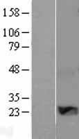 CCN5 Protein - Western validation with an anti-DDK antibody * L: Control HEK293 lysate R: Over-expression lysate