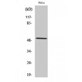 CCNA1 / Cyclin A1 Antibody - Western blot of Cyclin A1 antibody