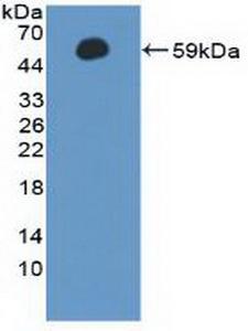 CCNA1 / Cyclin A1 Antibody - Western Blot; Sample: Recombinant CCNA1, Human.