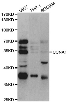 CCNA1 / Cyclin A1 Antibody - Western blot analysis of extracts of various cell lines.