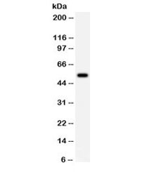 CCNA1 / Cyclin A1 Antibody
