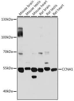 CCNA1 / Cyclin A1 Antibody - Western blot analysis of extracts of various cell lines, using CCNA1 antibody at 1:3000 dilution. The secondary antibody used was an HRP Goat Anti-Mouse IgG (H+L) at 1:10000 dilution. Lysates were loaded 25ug per lane and 3% nonfat dry milk in TBST was used for blocking. An ECL Kit was used for detection and the exposure time was 10s.