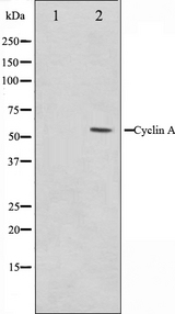 CCNA1 / Cyclin A1 Antibody - Western blot analysis on COS7 cell lysates using Cyclin A antibody. The lane on the left is treated with the antigen-specific peptide.