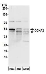 CCNA2 / Cyclin A2 Antibody - Detection of human CCNA2 by western blot. Samples: Whole cell lysate (15 µg) from HeLa, HEK293T, and Jurkat cells prepared using NETN lysis buffer. Antibody: Affinity purified rabbit anti-CCNA2 antibody used for WB at 0.1 µg/ml. Detection: Chemiluminescence with an exposure time of 10 seconds.