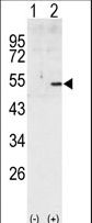 CCNA2 / Cyclin A2 Antibody - Western blot of CCNA2 (arrow) using rabbit polyclonal CCNA2 Antibody. 293 cell lysates (2 ug/lane) either nontransfected (Lane 1) or transiently transfected with the CCNA2 gene (Lane 2) (Origene Technologies).