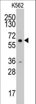 CCNA2 / Cyclin A2 Antibody - Western blot of anti-CCNA2 antibody in K562 cell line lysates (35 ug/lane). CCNA2(arrow) was detected using the purified antibody.