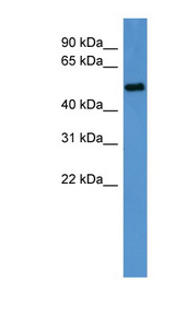 CCNA2 / Cyclin A2 Antibody - CCNA2 / Cyclin A antibody Western blot of Rat Muscle lysate. This image was taken for the unconjugated form of this product. Other forms have not been tested.