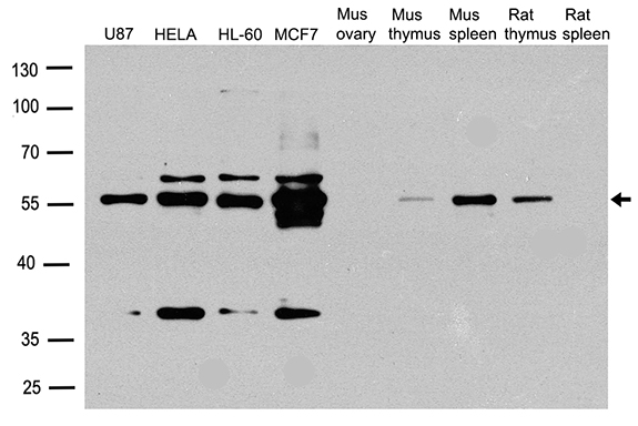 CCNA2 / Cyclin A2 Antibody - Western blot analysis of extracts. (35ug) from different cell lines or tissues by using anti-CCNA2 rabbit polyclonal antibody .