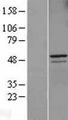 CCNA2 / Cyclin A2 Protein - Western validation with an anti-DDK antibody * L: Control HEK293 lysate R: Over-expression lysate