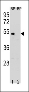 CCNB1 / Cyclin B1 Antibody - Western blot of CCNB1 Antibody (N-term S9) antibody pre-incubated without(lane 1) and with(lane 2) blocking peptide in K562 cell line lysate. CCNB1 Antibody(arrow) was detected using the purified antibody.