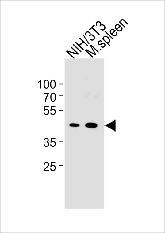 CCNB1 / Cyclin B1 Antibody - Mouse CCNB1 Antibody (Center S123/S125)western blot of mouse NIH/3T3 cell line and mouse spleen tissue lysates (35 ug/lane). The mouse CCNB1 antibody detected the mouse CCNB1 protein (arrow).