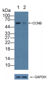 CCNB1 / Cyclin B1 Antibody - Knockout Varification: Lane 1: Wild-type Jurkat cell lysate; Lane 2: CCNB knockout Jurkat cell lysate; Predicted MW: 48,44kd Observed MW: 55kd Primary Ab: 1µg/ml Rabbit Anti-Human CCNB Antibody Second Ab: 0.2µg/mL HRP-Linked Caprine Anti-Rabbit IgG Polyclonal Antibody