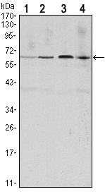 CCNB1 / Cyclin B1 Antibody - Western blot using CCNB1 mouse monoclonal antibody against HeLa (1), Jurkat (2), K562 (3) and PC-12 (4) cell lysate.