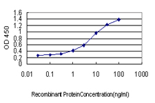 CCNB1 / Cyclin B1 Antibody - Detection limit for recombinant GST tagged CCNB1 is approximately 0.1 ng/ml as a capture antibody.