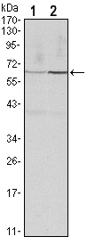 CCNB1 / Cyclin B1 Antibody - Western blot using CCNB1 mouse monoclonal antibody against HeLa (1) and PC-12 (2) cell lysate.
