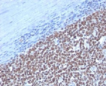 CCNB1 / Cyclin B1 Antibody - Formalin-fixed, paraffin-embedded human tonsil stained with Cyclin B1 antibody.  This image was taken for the unmodified form of this product. Other forms have not been tested.