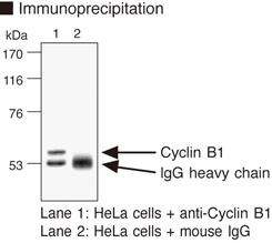 CCNB1 / Cyclin B1 Antibody