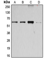 CCNB1 / Cyclin B1 Antibody - Western blot analysis of Cyclin B1 expression in Jurkat (A); K562 (B); HEK293T (C); HeLa (D) whole cell lysates.