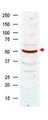 CCNB1 / Cyclin B1 Antibody - Western blot analysis using Anti-Cyclin B1 antibody shows detection of Cyclin B1 present in asynchronous HeLa cell lysates. Comparison to a molecular weight marker indicates a band of ~55 kD corresponding to human Cyclin B1 (arrowhead). Approximately 50 ug of lysate was loaded on to a 7% SDS-PAGE gel for separation. After transfer to nitrocellulose, the blot was incubated with a 1:500 dilution of the antibody for 1 h at room temperature. Detection occurred using a 1:10000 of HRP conjugated Goat-a-Rabbit IgG.