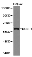 CCNB1 / Cyclin B1 Antibody - Western blot of extracts of HepG2 cell lines, using CCNB1 antibody.
