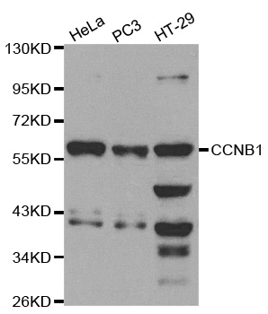 CCNB1 / Cyclin B1 Antibody - Western blot analysis of extracts of various cell lines.