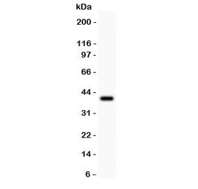 CCNB1 / Cyclin B1 Antibody - Western blot testing of Cyclin B1 antibody and recombinant human protein (0.5ng)