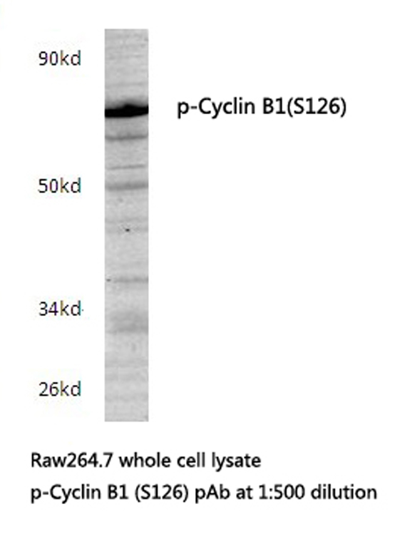 CCNB1 / Cyclin B1 Antibody - Western blot of P-Cyclin B1 (S126) pAb in extracts from raw264.7 cells.