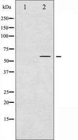 CCNB1 / Cyclin B1 Antibody - Western blot analysis of Cyclin B1 phosphorylation expression in EGF treated NIH-3T3 whole cells lysates. The lane on the left is treated with the antigen-specific peptide.