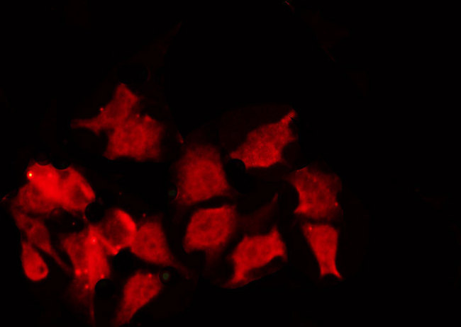 CCNB1 / Cyclin B1 Antibody - Staining NIH-3T3 cells by IF/ICC. The samples were fixed with PFA and permeabilized in 0.1% Triton X-100, then blocked in 10% serum for 45 min at 25°C. The primary antibody was diluted at 1:200 and incubated with the sample for 1 hour at 37°C. An Alexa Fluor 594 conjugated goat anti-rabbit IgG (H+L) Ab, diluted at 1/600, was used as the secondary antibody.