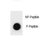 CCNB1 / Cyclin B1 Antibody - Dot blot of CCNB1 Antibody (Phospho S35) Phospho-specific antibody on nitrocellulose membrane. 50ng of Phospho-peptide or Non Phospho-peptide per dot were adsorbed. Antibody working concentrations are 0.6ug per ml.