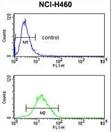 CCNB1IP1 Antibody - CCNB1IP1 Antibody flow cytometry of NCI-H460 cells (bottom histogram) compared to a negative control cell (top histogram). FITC-conjugated goat-anti-rabbit secondary antibodies were used for the analysis.